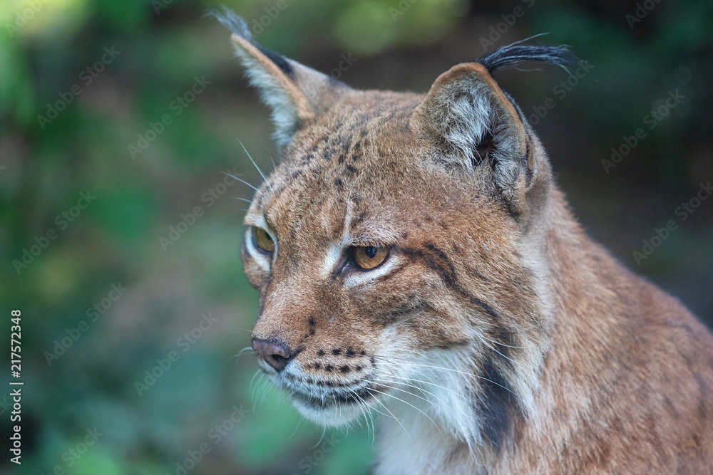Head portrait of wild Eurasian lynx (Lynx lynx) Head portrait of wild Eurasian lynx (Lynx lynx)