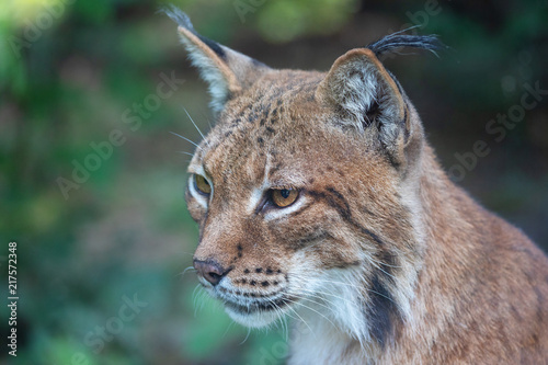 Head portrait of wild Eurasian lynx (Lynx lynx)