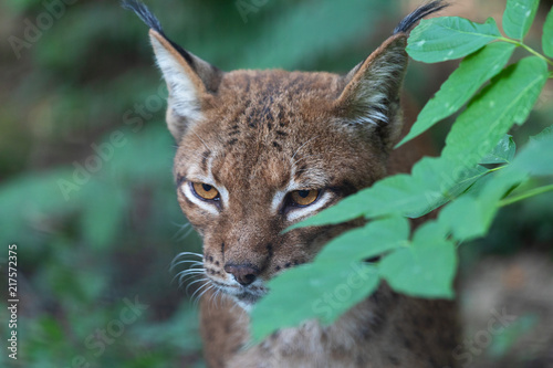 Close up portrait of wild Eurasian lynx (Lynx lynx) hiding behind leaves in forest