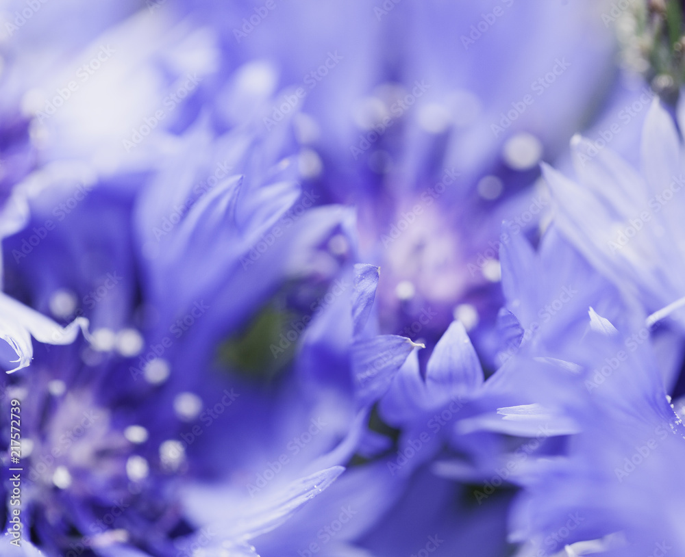 Abstract Flower Closeup