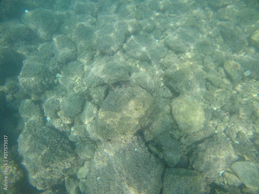 Fototapeta premium seabed