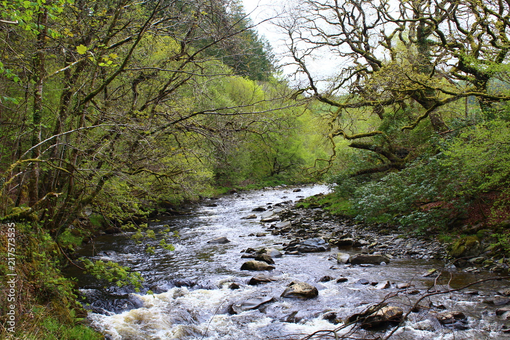 Woodland Forest River Background
