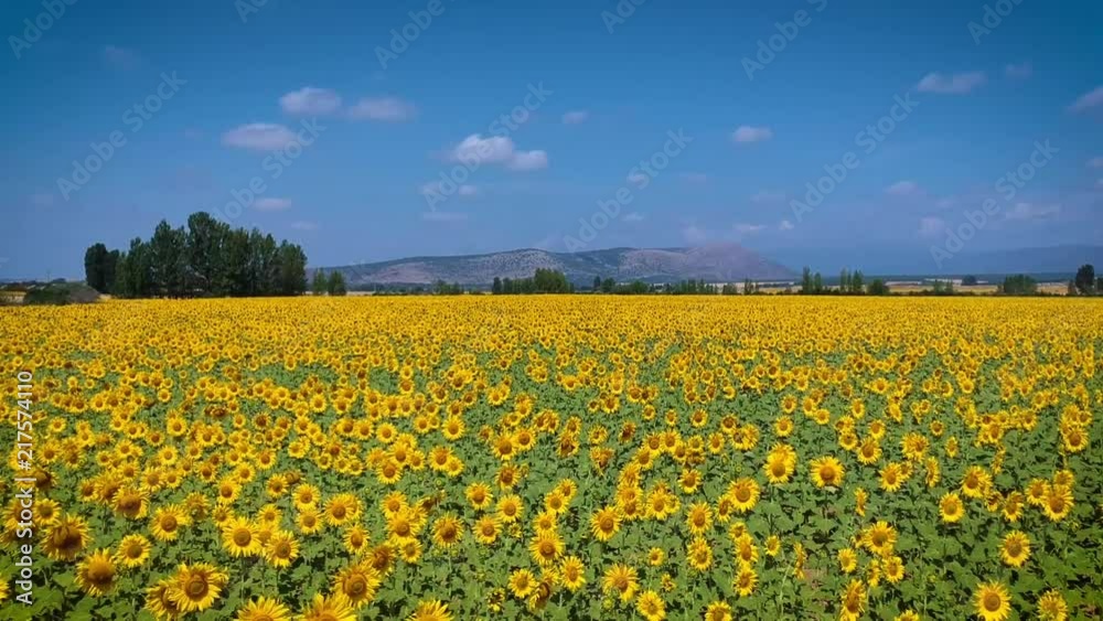 Volando entre girasoles hacia el horizonte Volando entre girasoles hacia el horizonte