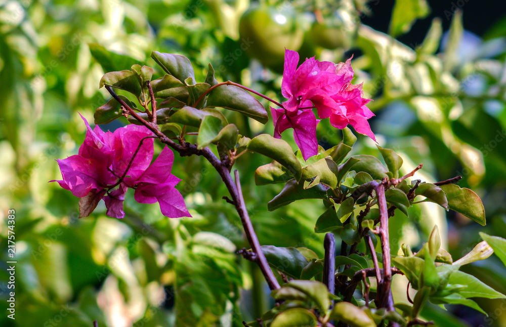 Fototapeta premium Blütenpracht verschiedener Blumen im Garten