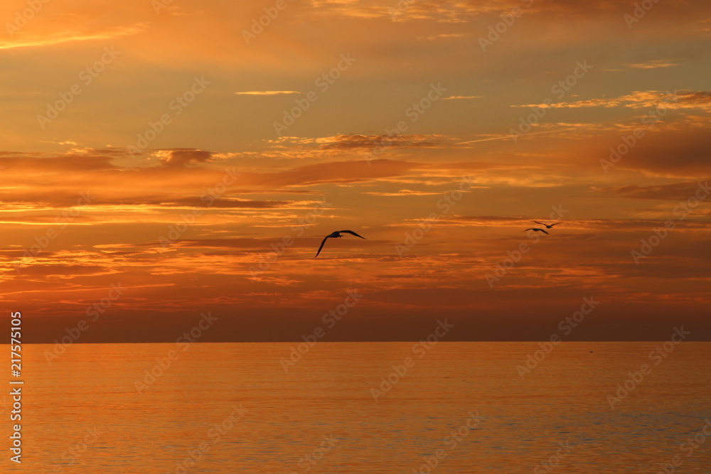 Atemberaubender Sonnenuntergang am Meer mit Möwe