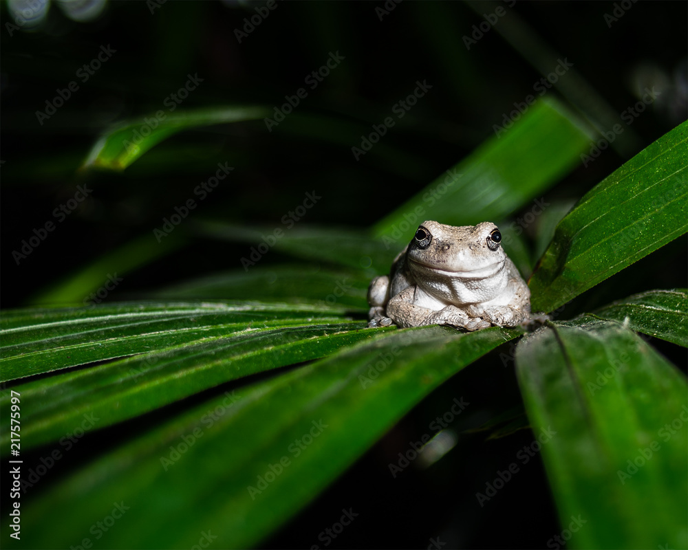 Obraz premium albino white frog chillin on a leaf