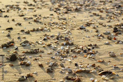 background made of pile of seashells on the sand