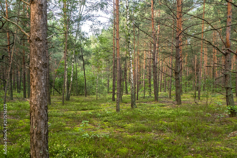 Fototapeta premium Summer morning in beautiful green pine forest