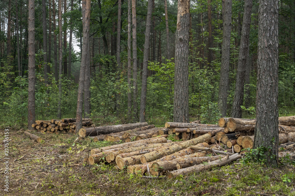 Deforestation concept. Stumps, logs and branches of tree after cutting down forest