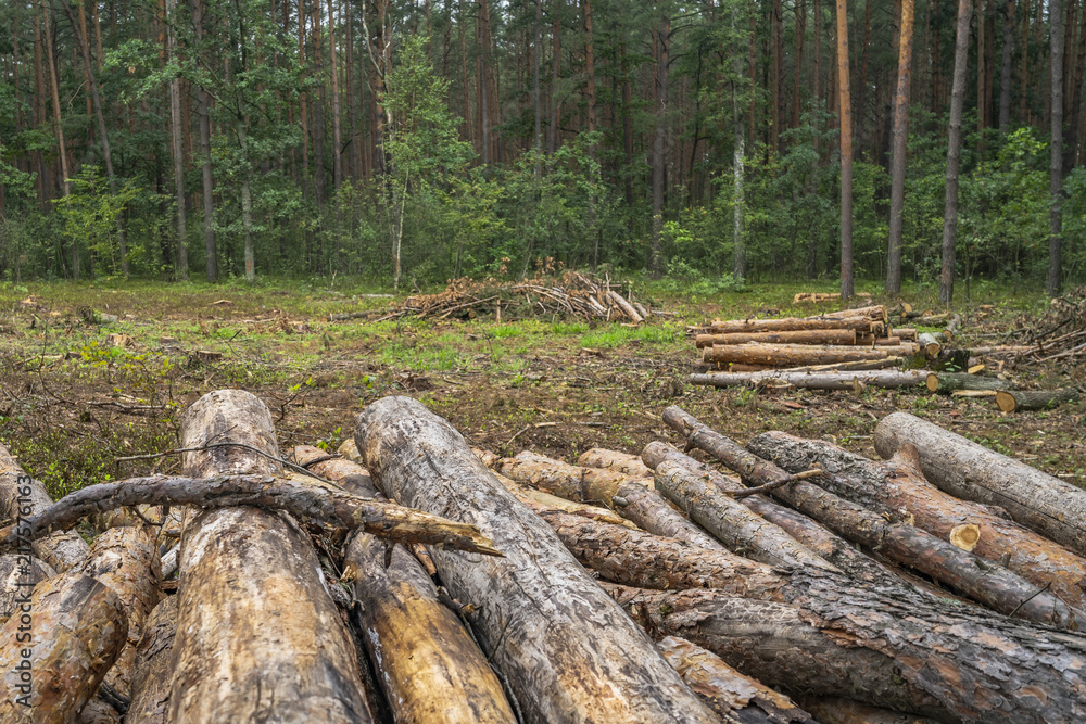 Deforestation concept. Stumps, logs and branches of tree after cutting down forest