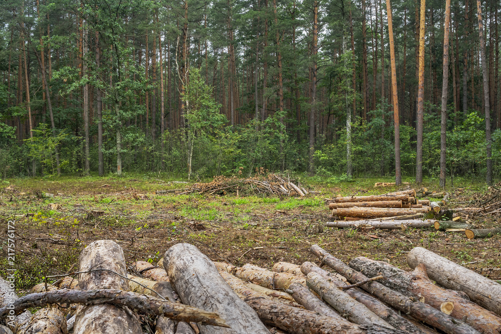 Fototapeta premium Deforestation concept. Stumps, logs and branches of tree after cutting down forest