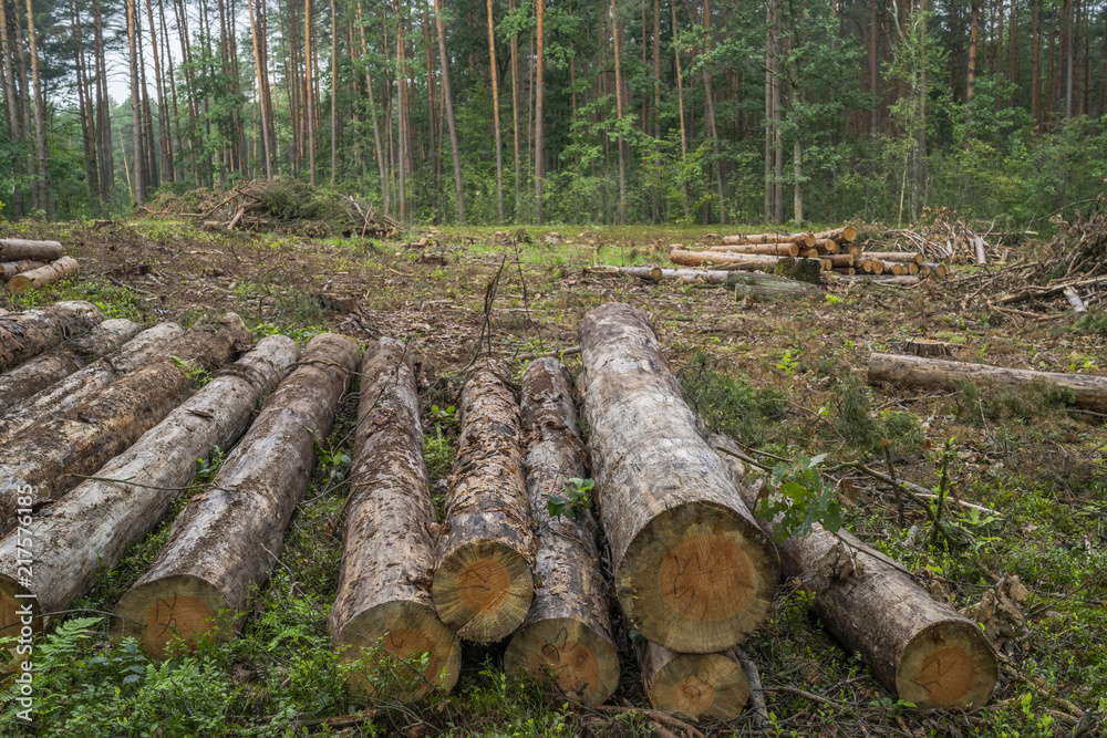 Deforestation concept. Stumps, logs and branches of tree after cutting down forest Deforestation concept. Stumps, logs and branches of tree after cutting down forest