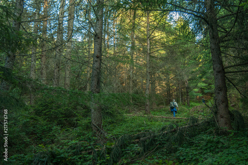 A men is walking through fit trees forest, Carpathian mountains 