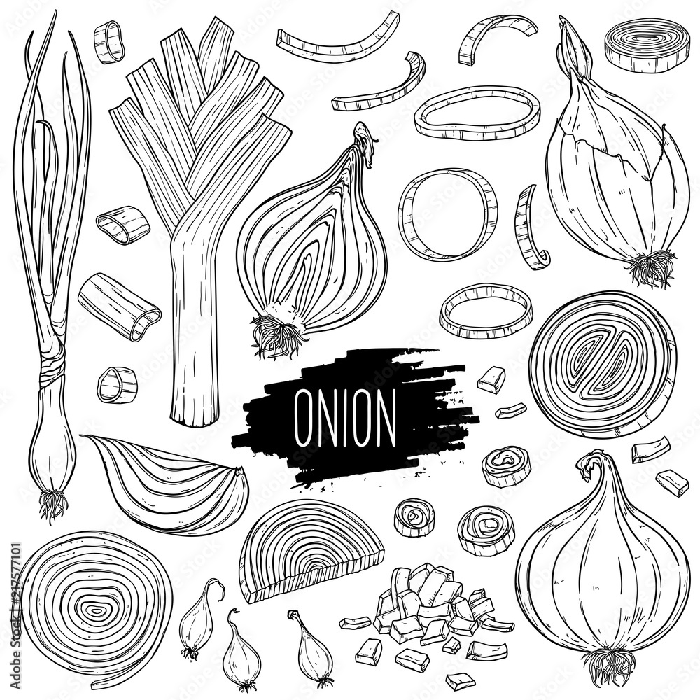Hand drawn onion set. Isolated bulb, slices, halves, pieces, green onion and leek. Vegetarian