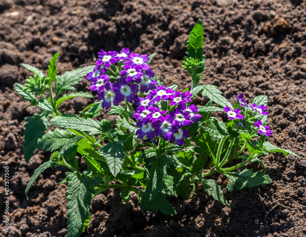 the hybrid of the primrose variety grows in the garden, the plant is lit by the sun, a young little low bush, pointed dark green foliage, a bright purple color of flowers with a white center the hybrid of the primrose variety grows in the garden, the plant is lit by the sun, a young little low bush, pointed dark green foliage, a bright purple color of flowers with a white center