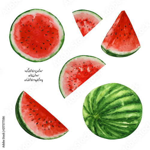 Watercolor watermelons, paint  texture, vector 