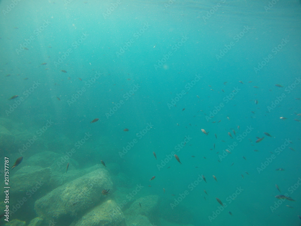 fishswarm fishswarm