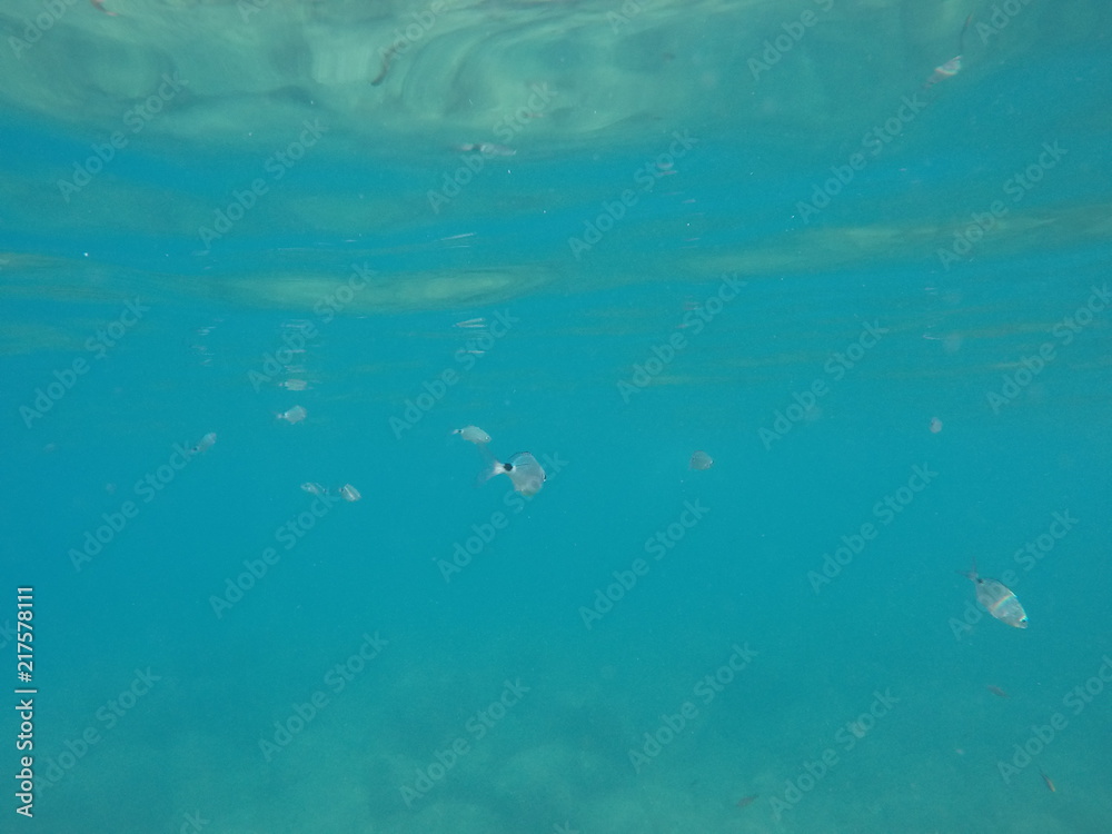 Obraz premium fishswarm