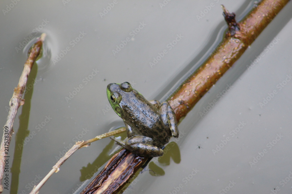 Frog on a stick