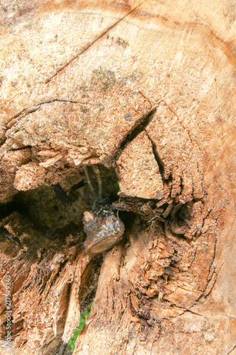 Stump background texture