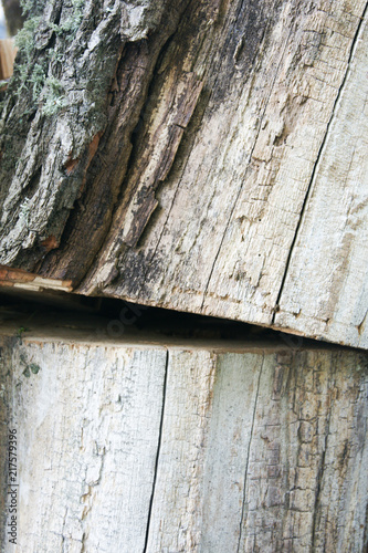 Stump background texture