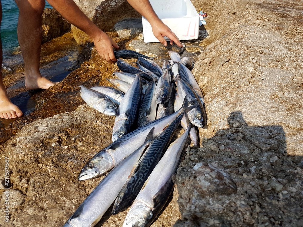 Obraz premium Chorwacja wyspa Hvar ryby