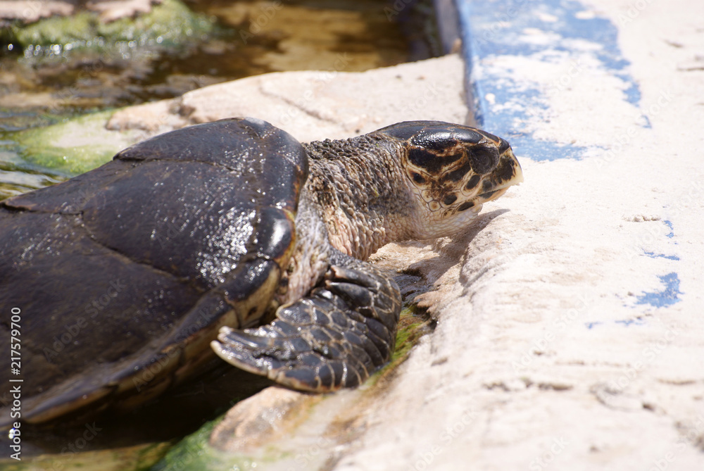 Obraz premium Tortuga marina de perfil saliendo de estanque o piscina en zoo marino de Mallorca en día soleado. Reptil acuático grande en cautividad fuera del agua tomando el sol.