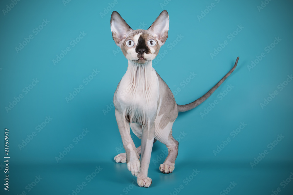 Studio photography of a canadian Sphinx cat on colored background