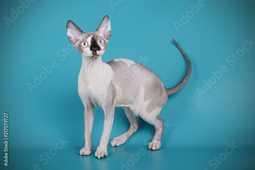 Studio photography of a canadian Sphinx cat on colored background