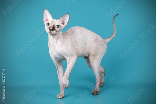 Studio photography of a canadian Sphinx cat on colored background