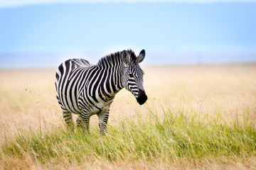 Fototapete Zebra Afrikanisches Zebra in Masai Mara  © STUEDAL