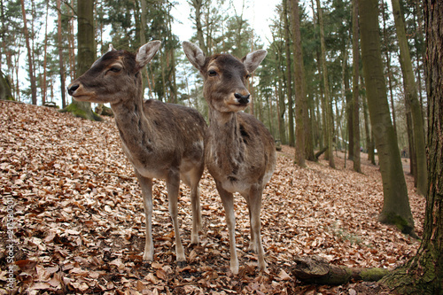 Fototapeta Naklejka Na Ścianę i Meble -  Two fallow deers, dama standing close together side by side in an autumn forest