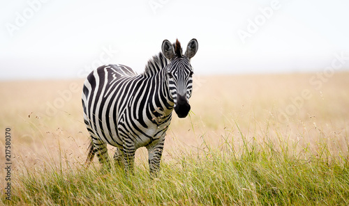 African zebra in long grass  Masai Mara  Kenya