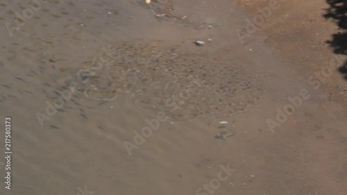 Small crabs and flocks of fry at the water's edge in the Arabian sea, thalassophilus, denizen of the sea. Goa, Malabar coast. India
 photo