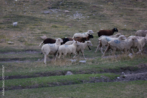 Fototapeta Naklejka Na Ścianę i Meble -  Sheeps and Rocks at Alpes-de-Haute-Provence, France