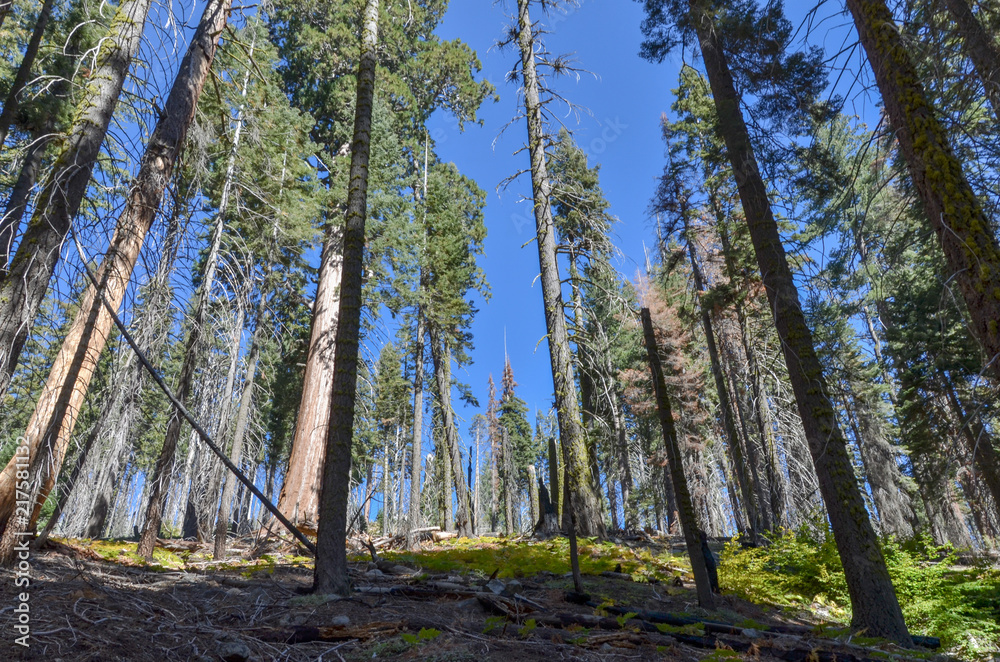 Obraz premium sugar pine trees and sequoias near Crescent Meadow in Giant Forest Sequoia National Park, California, USA