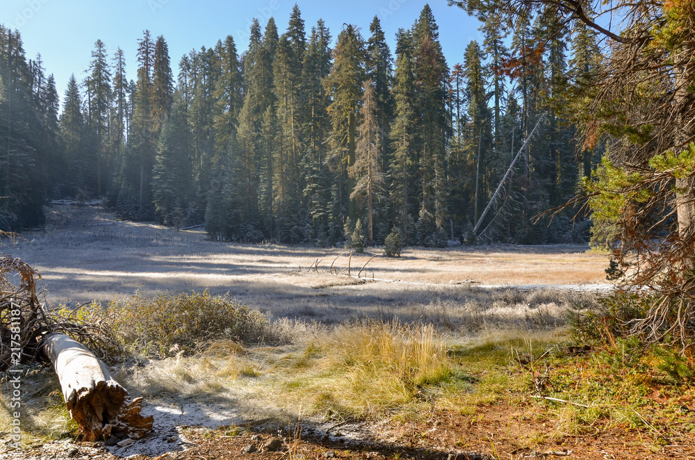 mountain meadow covered with hoarfrost in autumn Glacier Point Road, Yosemite National Park, California