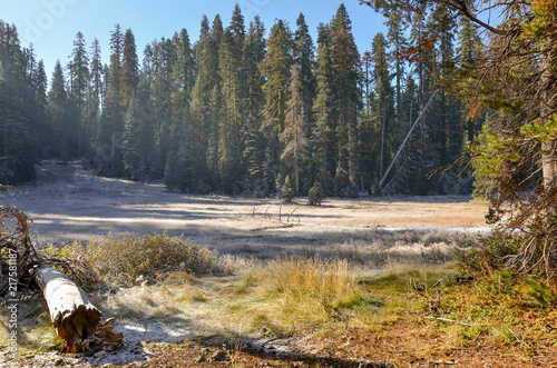 mountain meadow covered with hoarfrost in autumn Glacier Point Road, Yosemite National Park, California