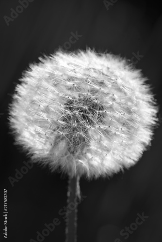 Fototapeta Naklejka Na Ścianę i Meble -  Dandelion seed head