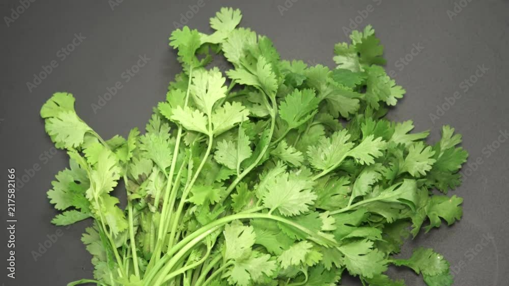 Fresh Coriander Leaves Rotating on Turntable Fresh Coriander Leaves Rotating on Turntable