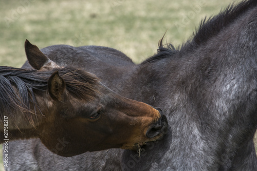 Horse Play