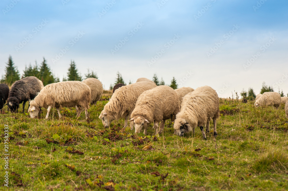 Herd of sheep graze on green pasture in the mountains. Young white and brown sheep graze on the farm. Herd of sheep graze on green pasture in the mountains. Young white and brown sheep graze on the farm.