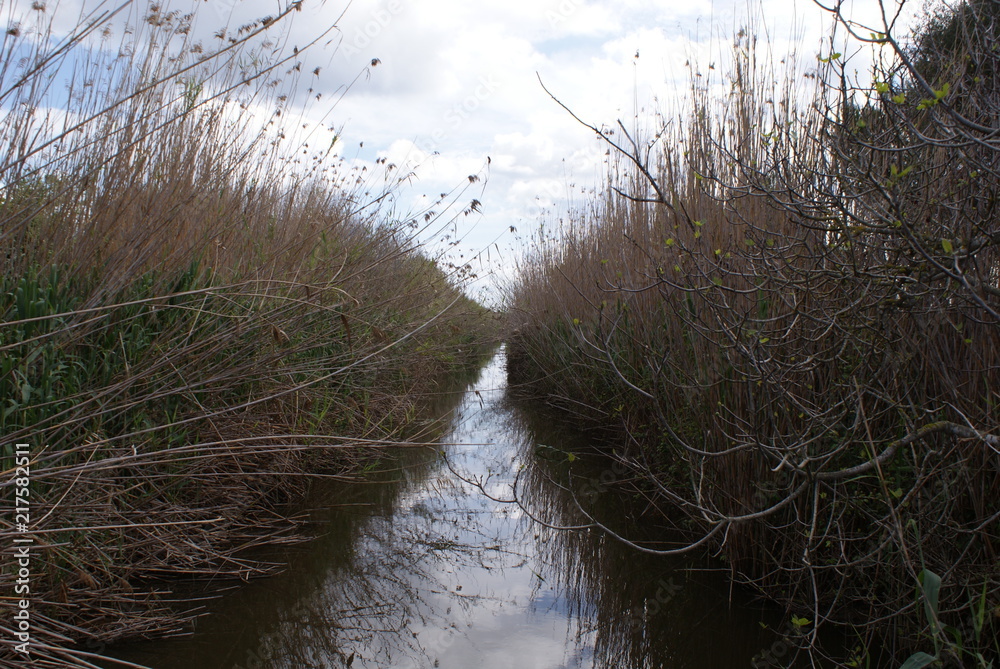 Canal natural de agua con perspectiva, vegetación alrededor, cielo azul en día nublado, en la Albufera de Alcudia, Mallorca. Reserva natural de animales y plantas de las Islas Baleares, España. Canal natural de agua con perspectiva, vegetación alrededor, cielo azul en día nublado, en la Albufera de Alcudia, Mallorca. Reserva natural de animales y plantas de las Islas Baleares, España.