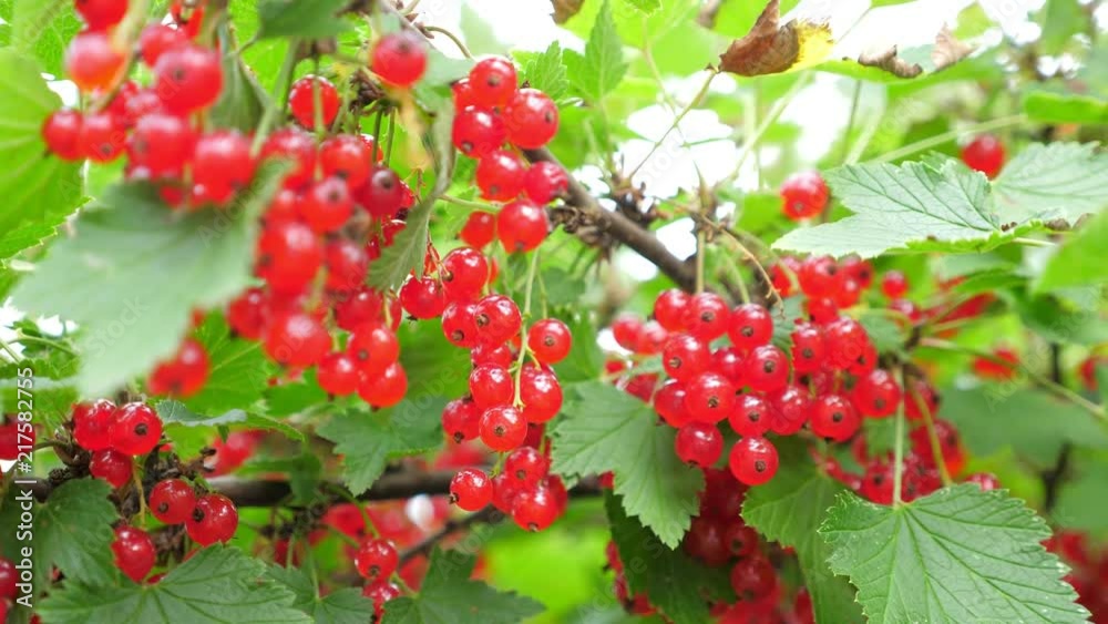 Red currant at the garden