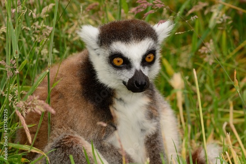 Portrait of a ring tailed lemur (lemur catta) sitting in the long grass photo