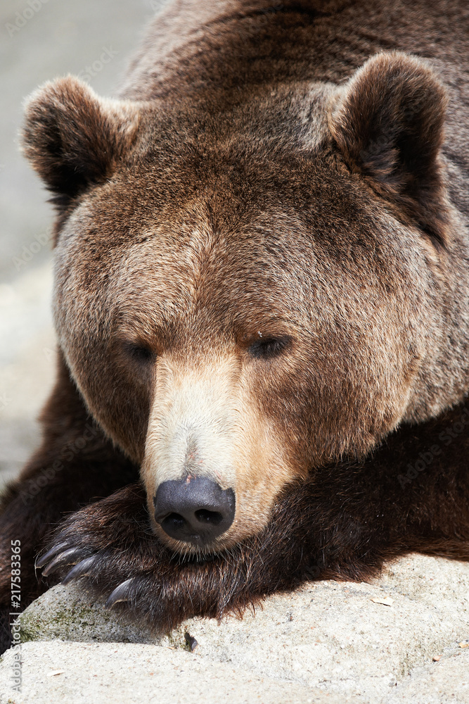 Brown Bear (Ursus arctos) sleeping
