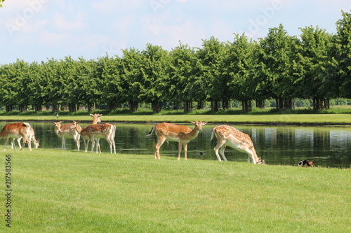 Fallow Deer in a Park