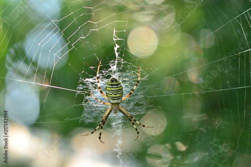 Spider on the web (bokeh). Argiope bruennichi (Wasp spider)