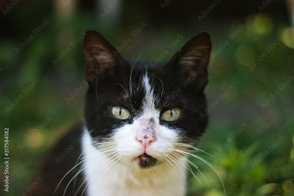 black and white cat close-up with yellow eyes on a green background