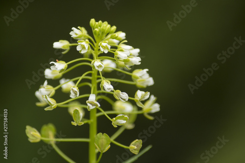 Flower Blossom
